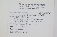 藏品(密毛蒿蕨)的圖片