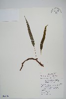 藏品(恩氏茀蕨)的圖片