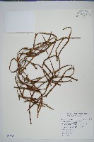 藏品(垂枝松葉蕨)的圖片