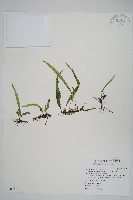 藏品(瓦葦)的圖片