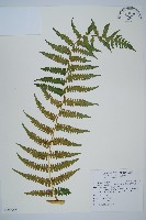 藏品(擬德氏雙蓋蕨)的圖片