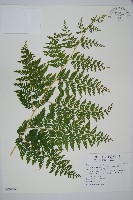 藏品(熱帶鱗蓋蕨)的圖片