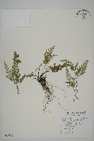 藏品(深山鐵角蕨)的圖片