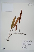 藏品(石葦)的圖片