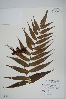 藏品(肢節蕨)的圖片