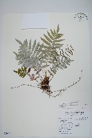 藏品(台灣瘤足蕨)的圖片