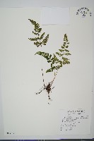 藏品(海島陵齒蕨)的圖片