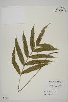 藏品(南海鐵角蕨)的圖片