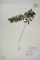 藏品(薄葉孔雀鐵角蕨、邊孢鐵角蕨)的圖片