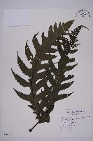 藏品(雲南三叉蕨)的圖片