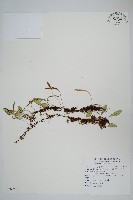 藏品(抱樹蕨、伏石蕨)的圖片