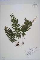 藏品(刺蕨)的圖片