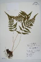 藏品(烏來金星蕨、毛柄金星蕨)的圖片