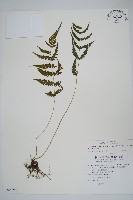 藏品(柔葉金星蕨)的圖片