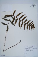 藏品(鈍頭副金星蕨)的圖片