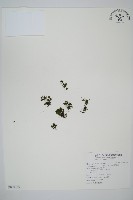 藏品(團扇蕨)的圖片