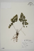 藏品(鐵線蕨)的圖片