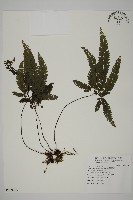 藏品(毛葉鐵線蕨)的圖片