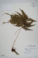 藏品(粗毛金星蕨)的圖片