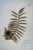 藏品(密毛毛蕨)的圖片