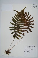 藏品(野毛蕨)的圖片