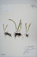 藏品(瓦葦)的圖片