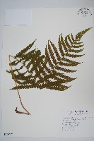 藏品(密毛毛蕨)的圖片