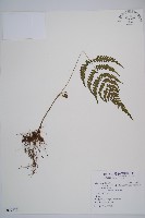 藏品(東洋蹄蓋蕨、假蹄蓋蕨)的圖片