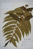藏品(史氏鱗毛蕨)的圖片