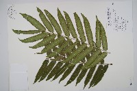 藏品(觀音座蓮)的圖片