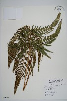 藏品(南海鱗毛蕨)的圖片