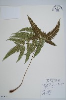 藏品(斜方複葉耳蕨)的圖片