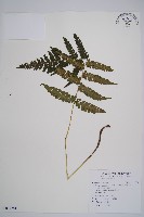 藏品(東洋蹄蓋蕨)的圖片