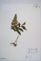 藏品(東洋蹄蓋蕨)的圖片