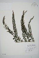 藏品(瓶蕨)的圖片