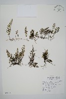 藏品(厚壁蕨)的圖片