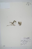 藏品(厚壁蕨)的圖片