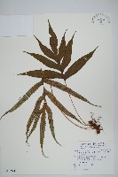 藏品(掌葉茀蕨)的圖片