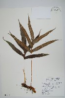 藏品(掌葉茀蕨)的圖片