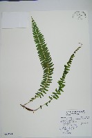 藏品(攀緣陵齒蕨、攀緣鱗始蕨)的圖片