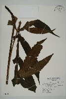 藏品(翅柄三叉蕨)的圖片