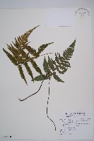 藏品(東洋蹄蓋蕨、假蹄蓋蕨)的圖片