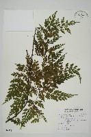 藏品(大黑柄鐵角蕨、黃鱗鐵角蕨、大羽鐵角蕨)的圖片