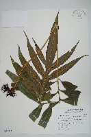 藏品(大線蕨)的圖片