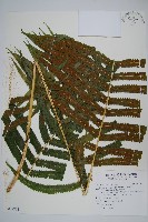 藏品(大葉毛蕨)的圖片