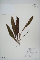 藏品(萊氏線蕨)的圖片