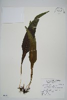 藏品(萊氏線蕨)的圖片