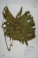 藏品(蘭嶼大葉毛蕨、蘭嶼圓脈蕨)的圖片