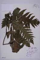 藏品(雲南三叉蕨)的圖片