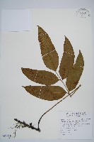 藏品(細柄雙蓋蕨)的圖片